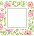 watercolor beautiful english rose flower bouquet vector image