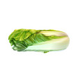 realistic chinese cabbage composition vector image