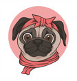 female pug dog head vector image vector image