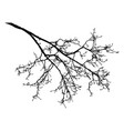 bare branch rowan tree silhouette vector image