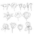 flowers vintage floral set vector image