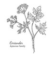 ink coriander hand drawn sketch vector image