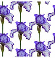 seamless pattern with purple blooming iris flowers vector image vector image
