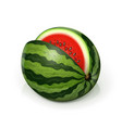 watermelon green juicy fruit vector image vector image