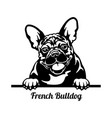 french bulldog peeking dog - head isolated vector image