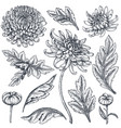 set of hand drawn chrysanthemum flowers vector image vector image
