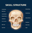 human skull anatomy realistic head and face vector image vector image