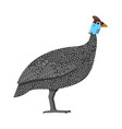 numida meleagris - helmeted guineafowl - side view vector image vector image