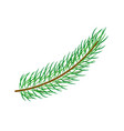 flat spruce tree branch isolated vector image
