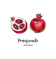 pomegranate fruit drawing hand drawn garnet vector image