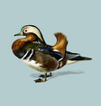 mandarin duck aix galericulata charles vector image