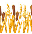 seamless pattern of bulrush or reed image vector image vector image