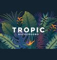 tropical background vector image vector image