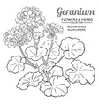 geranium plant vector image