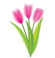 pink tulips isolated on white background vector image