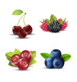 realistic detailed 3d raw berries set vector image