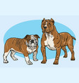 dogs cartoon drawing set bulldog pitbull vector image