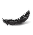 black feathers on white background vector image