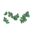 eucalyptus leaves and branches aromatic herb vector image