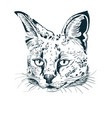 hand drawn sketch serval on white vector image