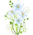 lilly vector image