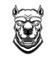 pitbull head in engraving style design element vector image
