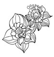 flowers narcissus in black and white style vector image