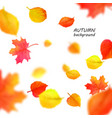 banner for autumn sale in frame from leaves vector image