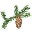 spruce branch with needles vector image