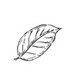 leaf of lemon sketch in classic engraving style vector image vector image