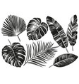 tropical leaves jungle botanical floral elements vector image vector image
