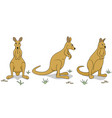 wallabies vector image vector image