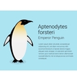 emperor penguin flat isolated vector image