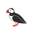 atlantic puffin vector image vector image