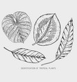 engraved hand drawn tropical or exotic leaves vector image vector image