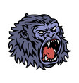 ferocious gorilla head colorful template vector image