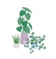 potted homeplants flat vector image vector image