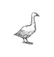 domestic goose farm bird hand drawn engraved vector image