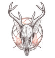 sketch deer skull with dreamcatcher and feather vector image