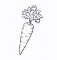carrot with a stem leaves vegetarian food vector image vector image