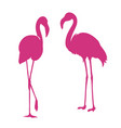 flamingo exotic bird two pink vector image