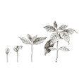 hand drawn coffee seedlings 4 stages growing vector image