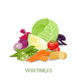 collection vegetables tomato okra cabbage vector image