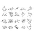 doodle spices and herbs hand drawn set vector image