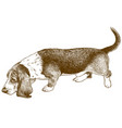 engraving basset hound vector image