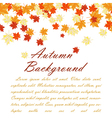 maple fall vector image