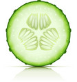 ripe cucumber vector image vector image