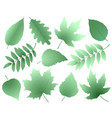 leaves and branches silhouettes set vector image vector image