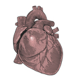 human heart vector image vector image