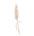 pampas grass branch dry feathery head plume used vector image vector image
